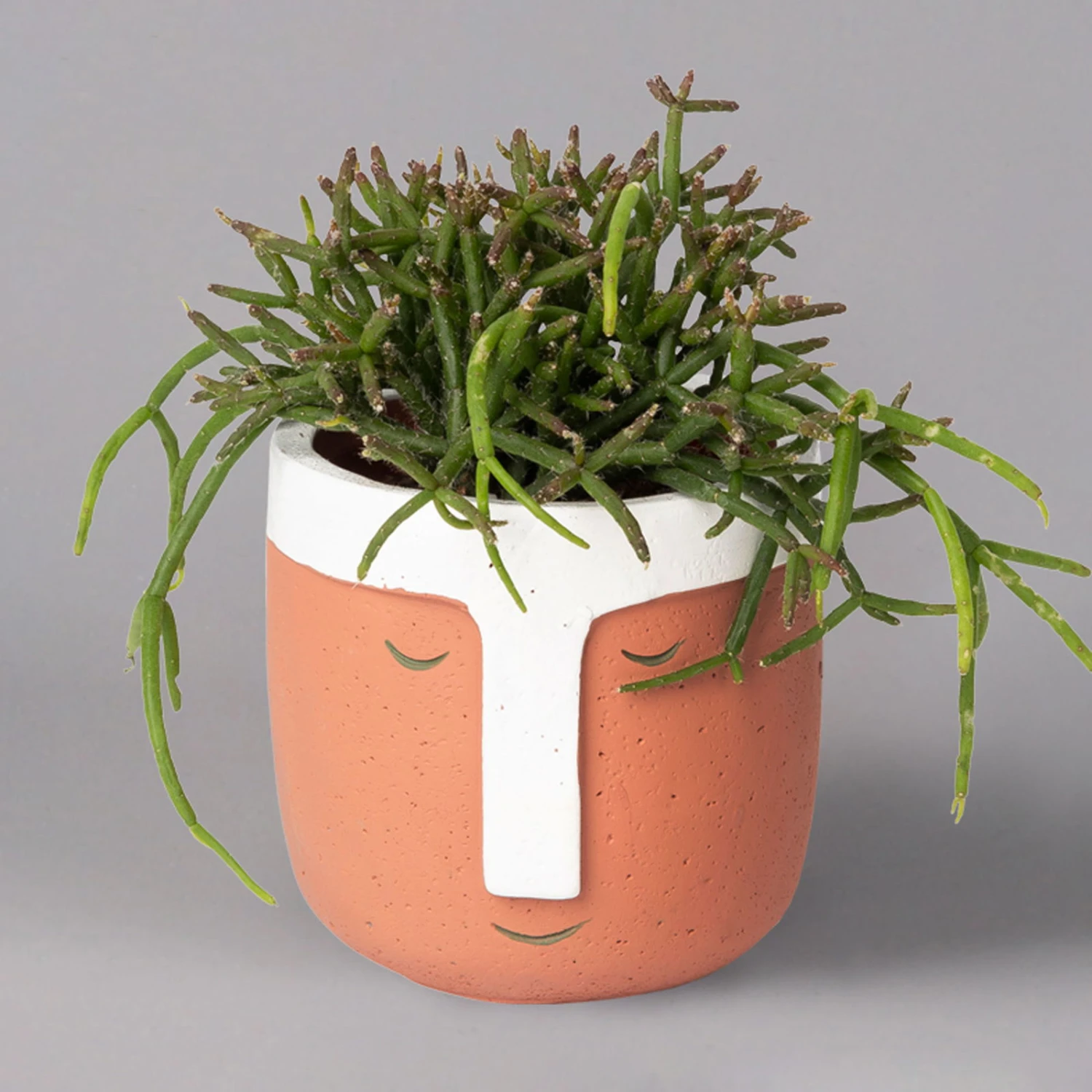 Korallenkaktus Im Dekotopf 'Viking Terracotta', In Sorten, Topf-Ø 9 Cm, 2er-Set 6 Korallenkaktus Im Dekotopf 'Viking Terracotta', In Sorten, Topf-Ø 9 Cm, 2er-Set – Bild 4