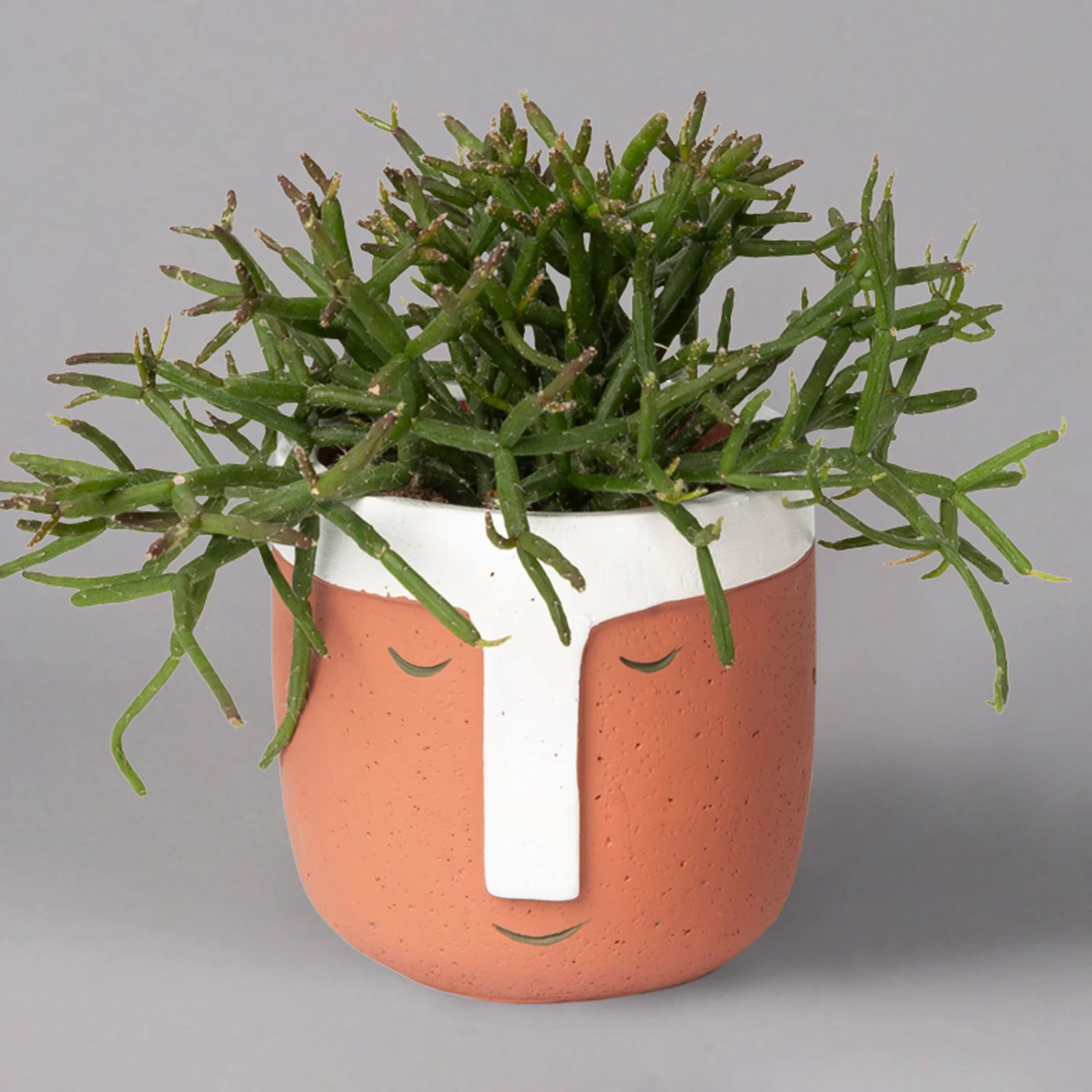 Korallenkaktus Im Dekotopf 'Viking Terracotta', In Sorten, Topf-Ø 9 Cm, 2er-Set 4 Korallenkaktus Im Dekotopf 'Viking Terracotta', In Sorten, Topf-Ø 9 Cm, 2er-Set – Bild 2