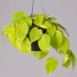 Philodendron 'Lemon Lime' In Blumenampel, Topf-Ø 17 Cm, Höhe Ca. 30 Cm