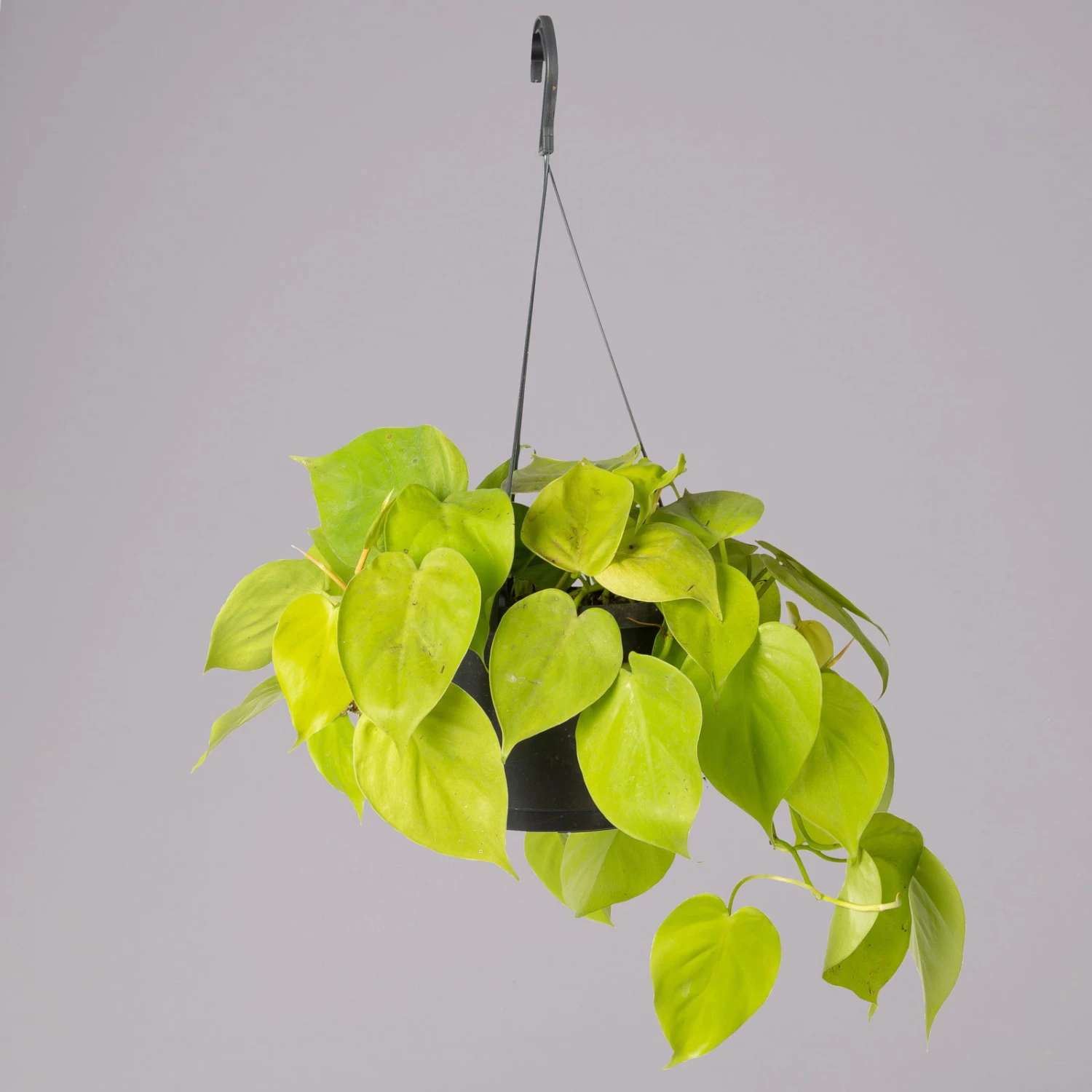 Philodendron 'Lemon Lime' In Blumenampel, Topf-Ø 17 Cm, Höhe Ca. 30 Cm 4 Philodendron 'Lemon Lime' In Blumenampel, Topf-Ø 17 Cm, Höhe Ca. 30 Cm – Bild 2