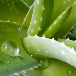 Aloe Vera, Topf-Ø 15 Cm, Höhe Ca. 35-50 Cm -Pflanzen Geschäft 0250102346 0250100086 0250102044 0250102126 0250102250 Aloe vera