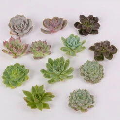 Schnittecheverien-Mix, Ø 5 Cm, 12er-Set 12 Schnittecheverien-Mix, Ø 5 Cm, 12er-Set -Pflanzen Geschäft 0250103006 Schnittecheverien 12er Set WS 2