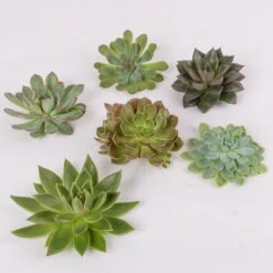 Schnittecheverien-Mix, Ø 10 Cm, 6er-Set -Pflanzen Geschäft 0250103008 Schnittecheverien 6er Set WS 2