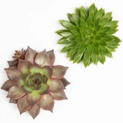 Schnittecheverien-Mix, Ø 16 Cm, 2er-Set -Pflanzen Geschäft 0250103010 Schnittecheverien 2er Set 16 cm WS 2