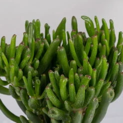 Geldbaum In Keramiktopf Anthrazit, Verschiedene Formen, Topf-Ø 12cm, 3er-Set -Pflanzen Geschäft 0250103046 Crassula ovata Sorte nach Verfuegbarkeit 4