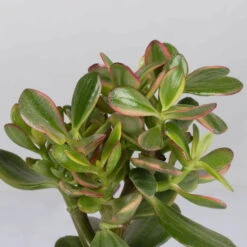 Geldbaum In Keramiktopf Anthrazit, Verschiedene Formen, Topf-Ø 12cm, 3er-Set -Pflanzen Geschäft 0250103046 Crassula ovata Sorte nach Verfuegbarkeit 6
