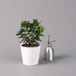 Geldbaum In Keramiktopf Dallas Weiß, Verschiedene Formen, Topf-Ø 12cm, 2er-Set -Pflanzen Geschäft 0250103047 Crassula ov Dallas weiss 3er Set 10