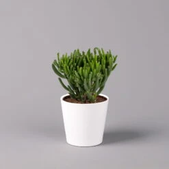 Geldbaum In Keramiktopf Dallas Weiß, Verschiedene Formen, Topf-Ø 12cm, 2er-Set -Pflanzen Geschäft 0250103047 Crassula ov Dallas weiss 3er Set 2