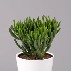 Geldbaum In Keramiktopf Dallas Weiß, Verschiedene Formen, Topf-Ø 12cm, 2er-Set -Pflanzen Geschäft 0250103047 Crassula ov Dallas weiss 3er Set 3