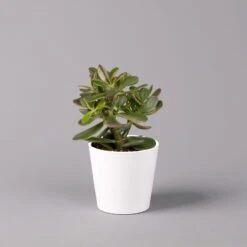 Geldbaum In Keramiktopf Dallas Weiß, Verschiedene Formen, Topf-Ø 12cm, 2er-Set -Pflanzen Geschäft 0250103047 Crassula ov Dallas weiss 3er Set 5