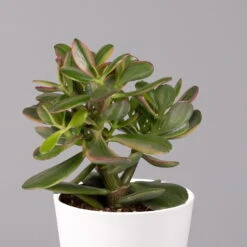Geldbaum In Keramiktopf Dallas Weiß, Verschiedene Formen, Topf-Ø 12cm, 2er-Set -Pflanzen Geschäft 0250103047 Crassula ov Dallas weiss 3er Set 6