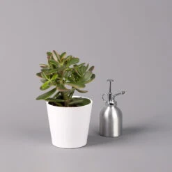 Geldbaum In Keramiktopf Dallas Weiß, Verschiedene Formen, Topf-Ø 12cm, 2er-Set -Pflanzen Geschäft 0250103047 Crassula ov Dallas weiss 3er Set 7