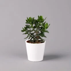 Geldbaum In Keramiktopf Dallas Weiß, Verschiedene Formen, Topf-Ø 12cm, 2er-Set -Pflanzen Geschäft 0250103047 Crassula ov Dallas weiss 3er Set 8