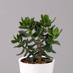 Geldbaum In Keramiktopf Dallas Weiß, Verschiedene Formen, Topf-Ø 12cm, 2er-Set -Pflanzen Geschäft 0250103047 Crassula ov Dallas weiss 3er Set 9