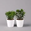 Geldbaum In Keramiktopf Dallas Weiß, Verschiedene Formen, Topf-Ø 12cm, 2er-Set -Pflanzen Geschäft 0250103048 Crassula ov Dallas weiss 2er Set