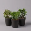 Geldbaum In Keramiktopf Anthrazit, Verschiedene Formen, Topf-Ø 12cm, 3er-Set -Pflanzen Geschäft 0250103050 Crassula ov Topf Dallas anthrazit 3er Set 1