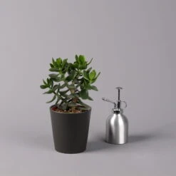 Geldbaum In Keramiktopf Anthrazit, Verschiedene Formen, Topf-Ø 12cm, 3er-Set -Pflanzen Geschäft 0250103050 Crassula ov Topf Dallas anthrazit 3er Set 10