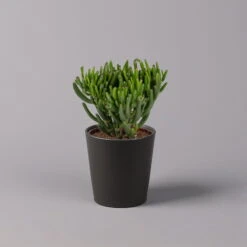 Geldbaum In Keramiktopf Anthrazit, Verschiedene Formen, Topf-Ø 12cm, 3er-Set -Pflanzen Geschäft 0250103050 Crassula ov Topf Dallas anthrazit 3er Set 2