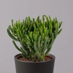 Geldbaum In Keramiktopf Anthrazit, Verschiedene Formen, Topf-Ø 12cm, 3er-Set -Pflanzen Geschäft 0250103050 Crassula ov Topf Dallas anthrazit 3er Set 3