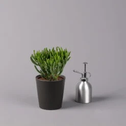 Geldbaum In Keramiktopf Anthrazit, Verschiedene Formen, Topf-Ø 12cm, 3er-Set -Pflanzen Geschäft 0250103050 Crassula ov Topf Dallas anthrazit 3er Set 4