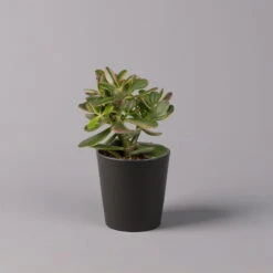 Geldbaum In Keramiktopf Anthrazit, Verschiedene Formen, Topf-Ø 12cm, 3er-Set -Pflanzen Geschäft 0250103050 Crassula ov Topf Dallas anthrazit 3er Set 5