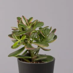Geldbaum In Keramiktopf Anthrazit, Verschiedene Formen, Topf-Ø 12cm, 3er-Set -Pflanzen Geschäft 0250103050 Crassula ov Topf Dallas anthrazit 3er Set 6