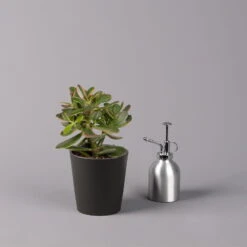 Geldbaum In Keramiktopf Anthrazit, Verschiedene Formen, Topf-Ø 12cm, 3er-Set -Pflanzen Geschäft 0250103050 Crassula ov Topf Dallas anthrazit 3er Set 7