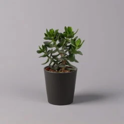 Geldbaum In Keramiktopf Anthrazit, Verschiedene Formen, Topf-Ø 12cm, 3er-Set -Pflanzen Geschäft 0250103050 Crassula ov Topf Dallas anthrazit 3er Set 8