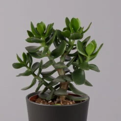 Geldbaum In Keramiktopf Anthrazit, Verschiedene Formen, Topf-Ø 12cm, 3er-Set -Pflanzen Geschäft 0250103050 Crassula ov Topf Dallas anthrazit 3er Set 9