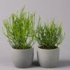 Bleistiftstrauch, Topf-Ø 13 Cm, Höhe Ca. 28 Cm, 2er-Set -Pflanzen Geschäft 0250103247 Euphorbia tirucalli 13cm 2er Set 1