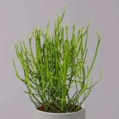 Bleistiftstrauch, Topf-Ø 13 Cm, Höhe Ca. 28 Cm, 2er-Set -Pflanzen Geschäft 0250103247 Euphorbia tirucalli 13cm 2er Set 3