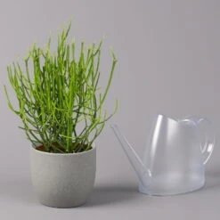 Bleistiftstrauch, Topf-Ø 13 Cm, Höhe Ca. 28 Cm, 2er-Set -Pflanzen Geschäft 0250103247 Euphorbia tirucalli 13cm 2er Set 4