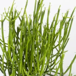 Bleistiftstrauch, Topf-Ø 13 Cm, Höhe Ca. 28 Cm, 2er-Set -Pflanzen Geschäft 0250103247 Euphorbia tirucalli 2er Set 2