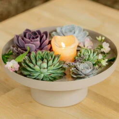 Schnittecheverien-Mix, Ø 16 Cm, 2er-Set -Pflanzen Geschäft 0250103364 Echeveria Mix 7 10cm in DIY Box 4 117171 2