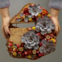 Schnittecheverien-Mix, Ø 5 Cm, 12er-Set 14 Schnittecheverien-Mix, Ø 5 Cm, 12er-Set -Pflanzen Geschäft 0250103364 Echeveria Mix 7 10cm in DIY Box 6 117174 3