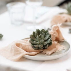 Schnittecheverien-Mix, Ø 5 Cm, 12er-Set 15 Schnittecheverien-Mix, Ø 5 Cm, 12er-Set -Pflanzen Geschäft 0250103364 Echeveria Mix 7 10cm in DIY Box 7 117173 3