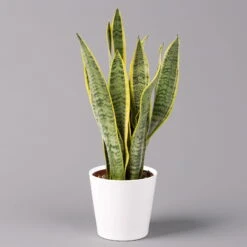 Pflanzen Geschäft -Pflanzen Geschäft 0250200713 Sansev Laurentii Dallas weiss 1