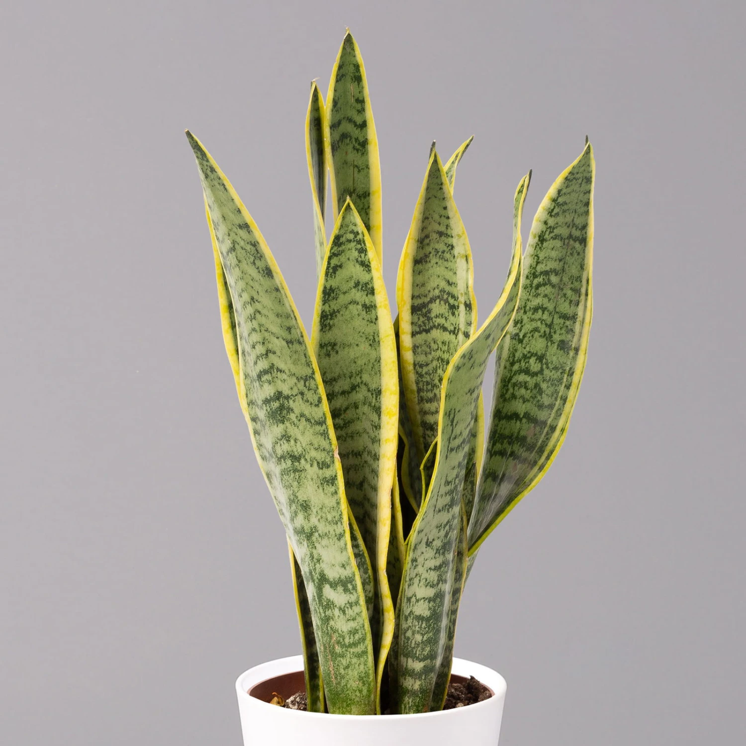 Bogenhanf In Keramiktopf Dallas Weiß, Topf-Ø 12 Cm, Höhe Ca. 35-45cm, 2er-Set 5 Bogenhanf In Keramiktopf Dallas Weiß, Topf-Ø 12 Cm, Höhe Ca. 35-45cm, 2er-Set – Bild 3