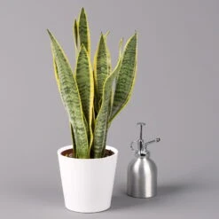 Bogenhanf In Keramiktopf Dallas Weiß, Topf-Ø 12 Cm, Höhe Ca. 35-45cm, 2er-Set 13 Bogenhanf In Keramiktopf Dallas Weiß, Topf-Ø 12 Cm, Höhe Ca. 35-45cm, 2er-Set -Pflanzen Geschäft 0250200713 Sansev Laurentii Dallas weiss 3