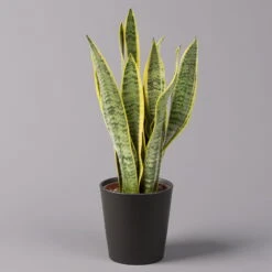 Pflanzen Geschäft -Pflanzen Geschäft 0250200718 Sansev Laurentii Dallas anthrazit 1