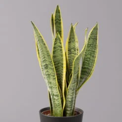 Bogenhanf In Keramiktopf Anthrazit, Topf-Ø 12 Cm, Höhe Ca. 35-45 Cm, 3er-Set -Pflanzen Geschäft 0250200718 Sansev Laurentii Dallas anthrazit 2