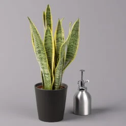 Bogenhanf In Keramiktopf Anthrazit, Topf-Ø 12 Cm, Höhe Ca. 35-45 Cm, 3er-Set -Pflanzen Geschäft 0250200718 Sansev Laurentii Dallas anthrazit 3