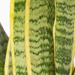 Bogenhanf In Keramiktopf Anthrazit, Topf-Ø 12 Cm, Höhe Ca. 35-45 Cm, 3er-Set -Pflanzen Geschäft 0250200718 Sansev Laurentii Dallas anthrazit 4