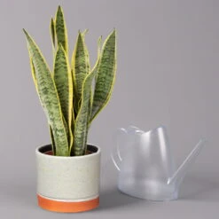 Bogenhanf In Keramiktopf Lauren Grün, Topf-Ø 12 Cm, Höhe Ca. 45 Cm -Pflanzen Geschäft 0250200784 Sansevieria mit Uebertopf Lauren gruen 3
