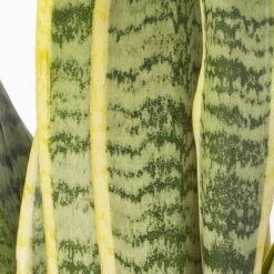 Bogenhanf In Keramiktopf Lauren Grün, Topf-Ø 12 Cm, Höhe Ca. 45 Cm -Pflanzen Geschäft 0250200784 Sansevieria mit Uebertopf Lauren gruen 4