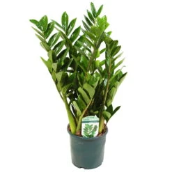 Glücksfeder, Topf-Ø 14 Cm, Höhe Ca. 40 Cm -Pflanzen Geschäft 0250300075 Zamioculcas zamiifolia Lucky 17cm T H 50cm