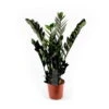 Glücksfeder 'Super Nova', Topf-Ø 21 Cm, Höhe Ca. 85 Cm 1 Glücksfeder 'Super Nova', Topf-Ø 21 Cm, Höhe Ca. 85 Cm -Pflanzen Geschäft 0250300083 Zamioculcas Zamiifolia Super Nova 21cm