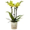 Phalaenopsis, Gelbtöne, 3 Rispen, Topf-Ø 9 Cm, Höhe Ca. 30 Cm -Pflanzen Geschäft 0290100039 Phalaenopsis 3Rispen gelb 9cm Topf Hoehe 30cm