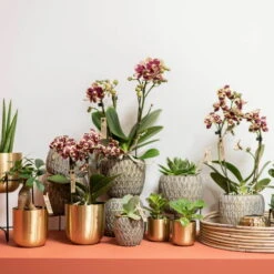 Phalaenopsis, Gesprenkelte Sorten, 3 Rispen, Topf-Ø 9 Cm, Höhe Ca. 30 Cm -Pflanzen Geschäft 0290100047