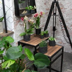 Phalaenopsis, Gesprenkelte Sorten, 3 Rispen, Topf-Ø 9 Cm, Höhe Ca. 30 Cm -Pflanzen Geschäft 0290100047 Phalaenopsis 3R gesprenkelt 9 cm T H 30 cm